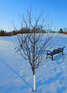 Vandalism Tree top broken off