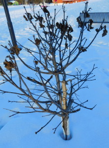 Vandalism  Japanese Lilac tree broken in half.