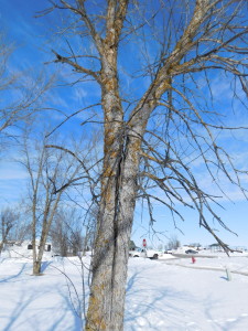 Black Ash with unaddressed included bark.  Stage 3