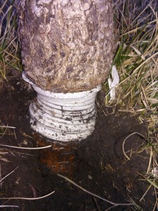 Neglected young tree with sleeve 