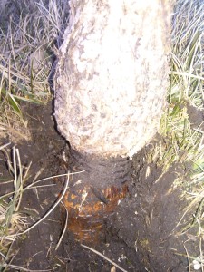 Neglected young tree with sleeve removed. 