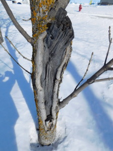 Broken branch with bark ripped down the tree.